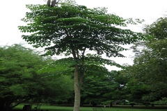 Oroxylum indicum